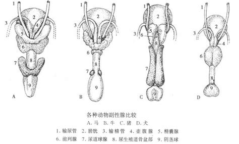 狼生殖器|狼